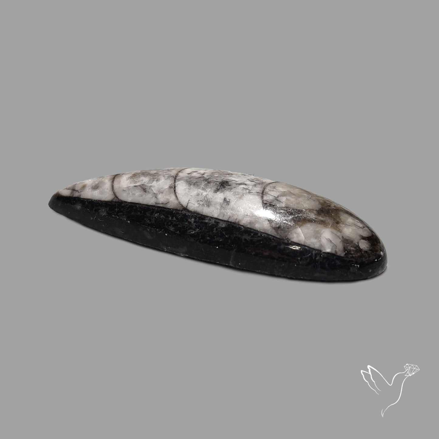 Orthoceras Fossil Cabochon