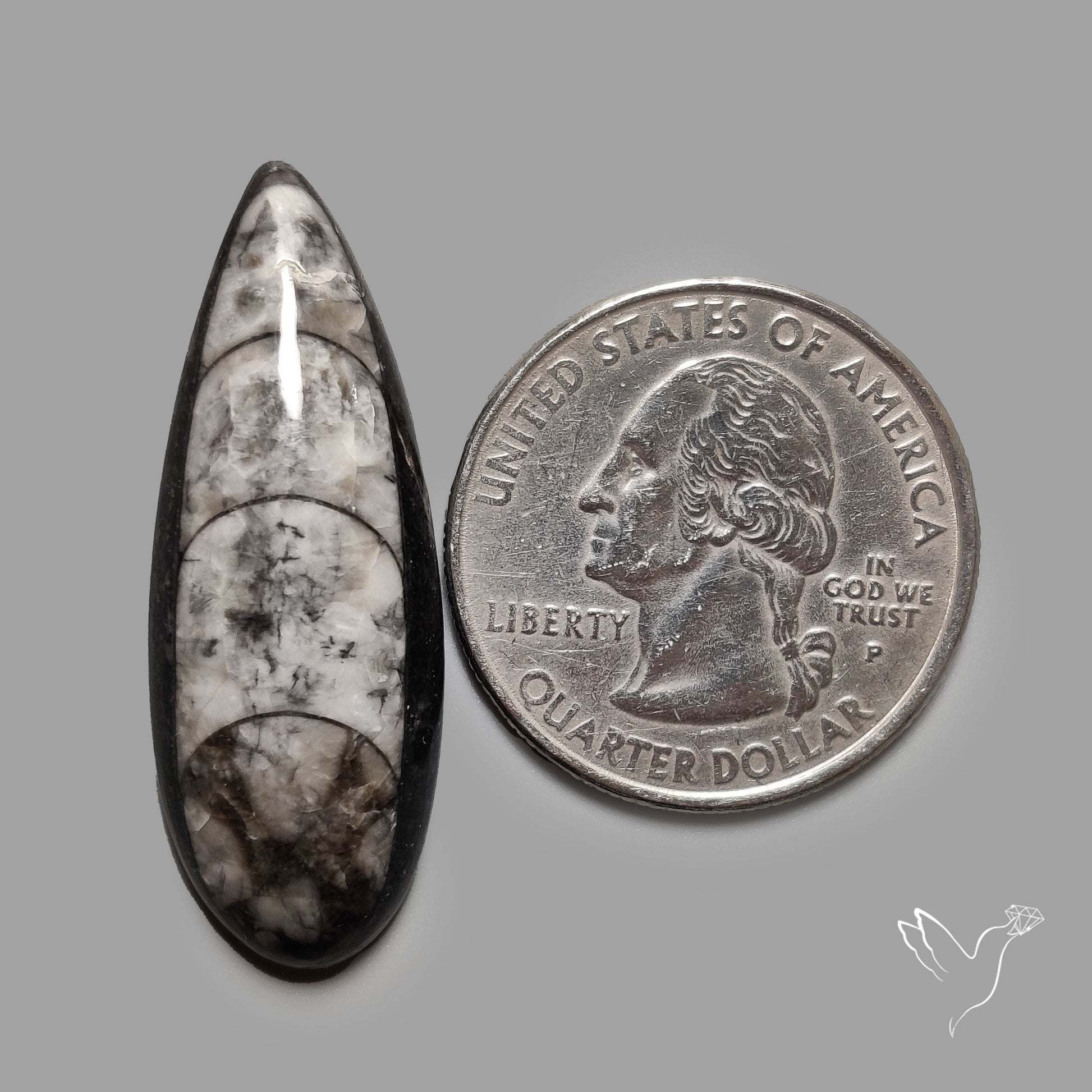 Orthoceras Fossil Cabochon
