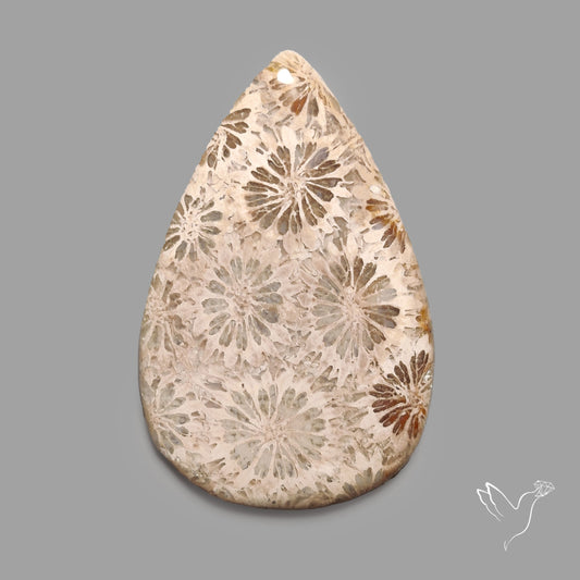 Fossil Coral Cabochon
