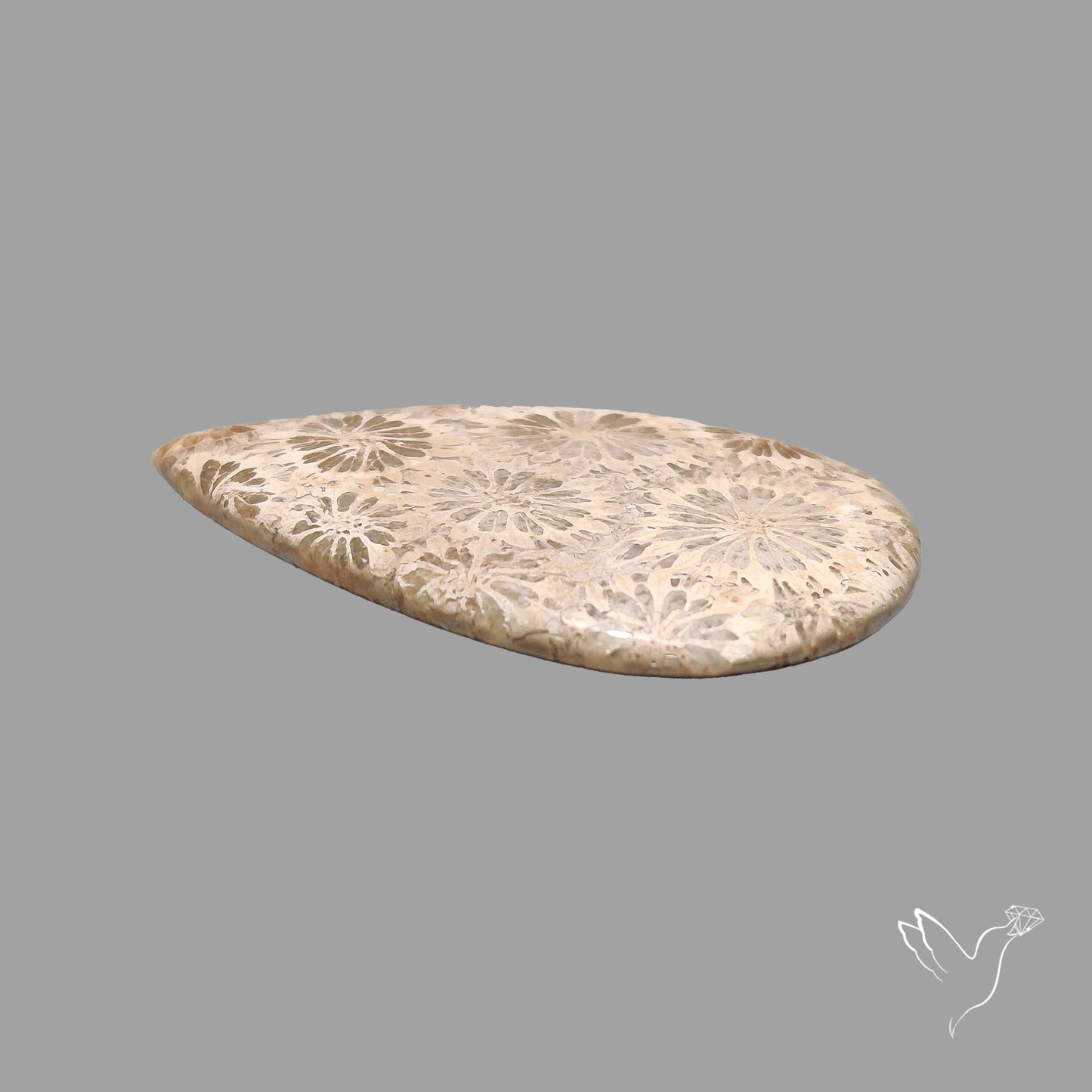 Fossil Coral Cabochon