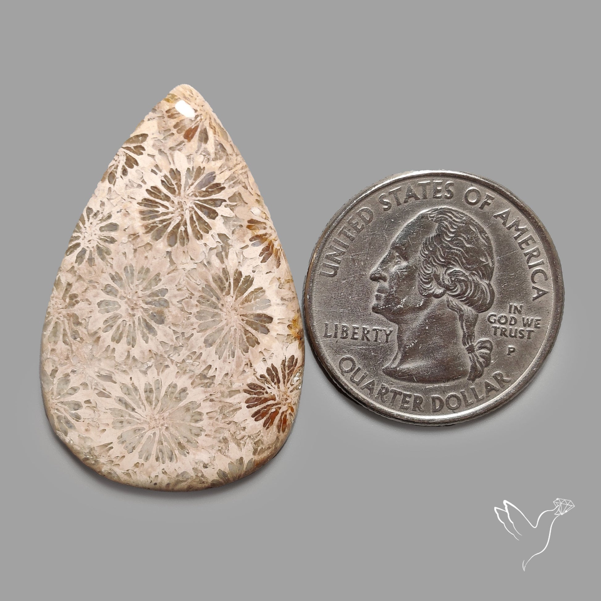 Fossil Coral Cabochon