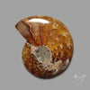 Ammonite Fossil Cabochon