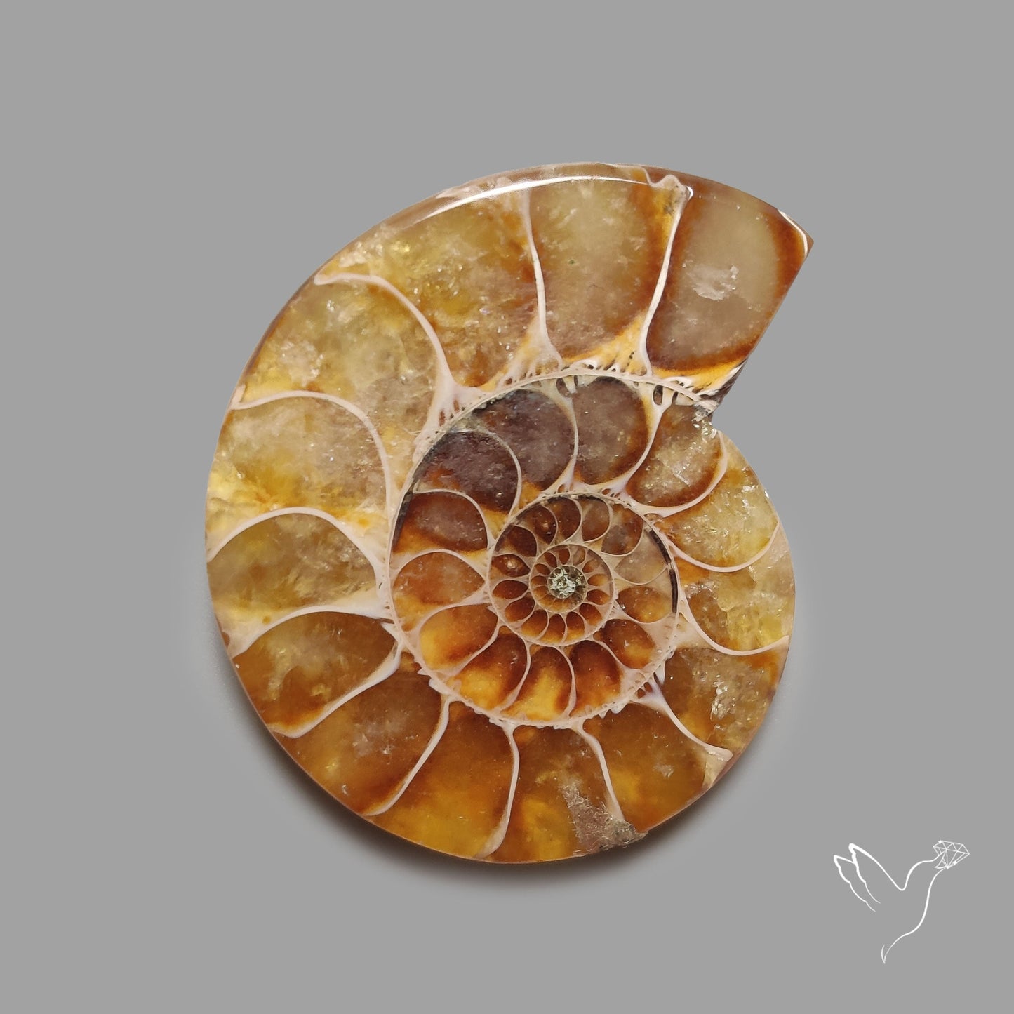 Ammonite Fossil Cabochon