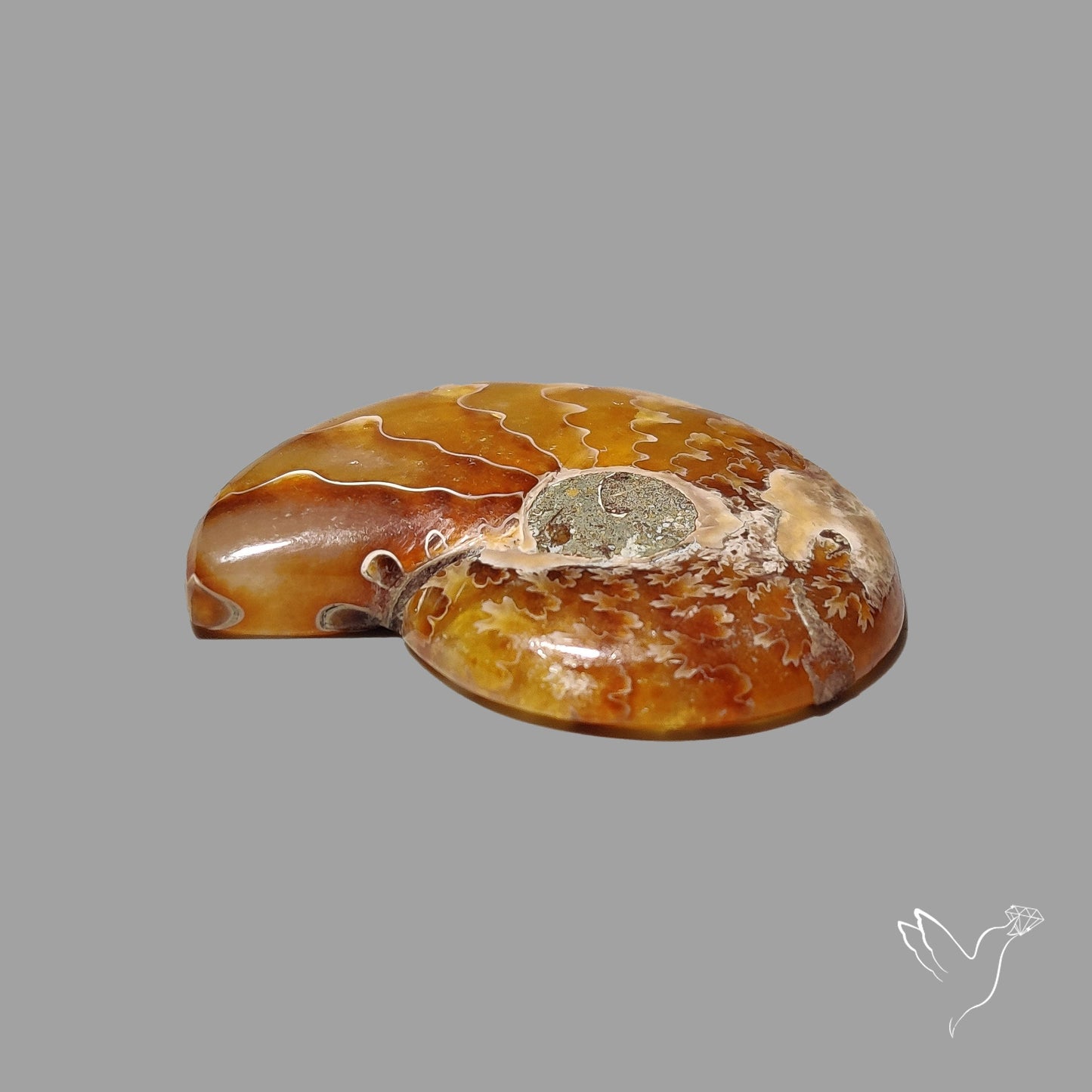 Ammonite Fossil Cabochon