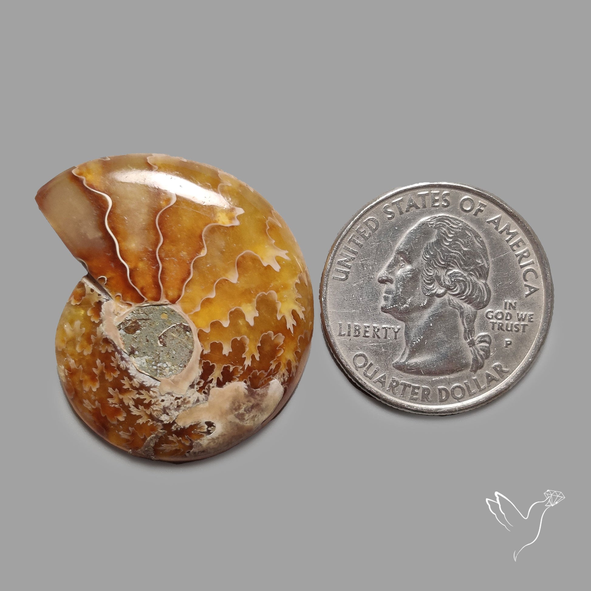 Ammonite Fossil Cabochon