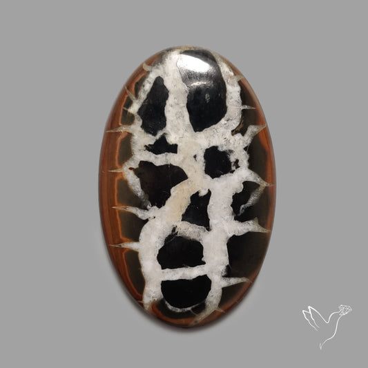 Black Septarian Fossil Cabochon
