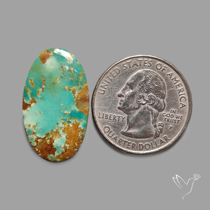 Rare Arizona Patogonia Turquoise Cabochon