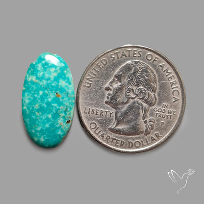 Rare Arizona Patogonia Turquoise Cabochon