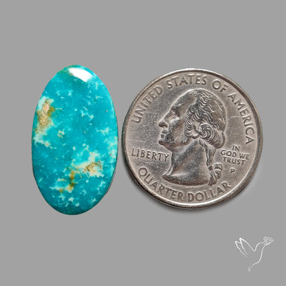 Rare Arizona Patogonia Turquoise Cabochon