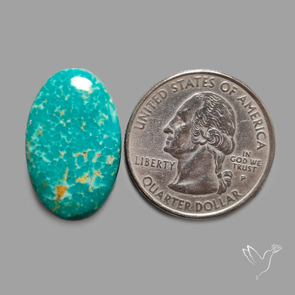Rare Arizona Patogonia Turquoise Cabochon