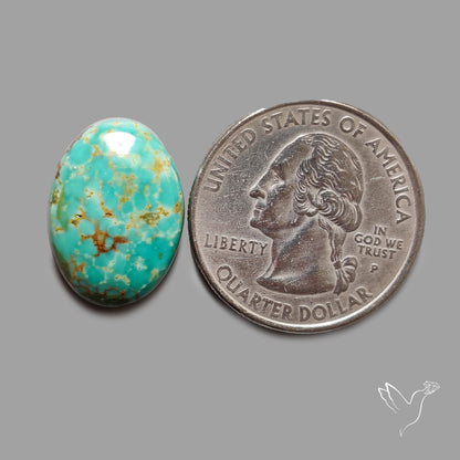Rare Arizona Patogonia Turquoise Cabochon