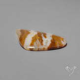 Arizona Petrified Wood Cabochon