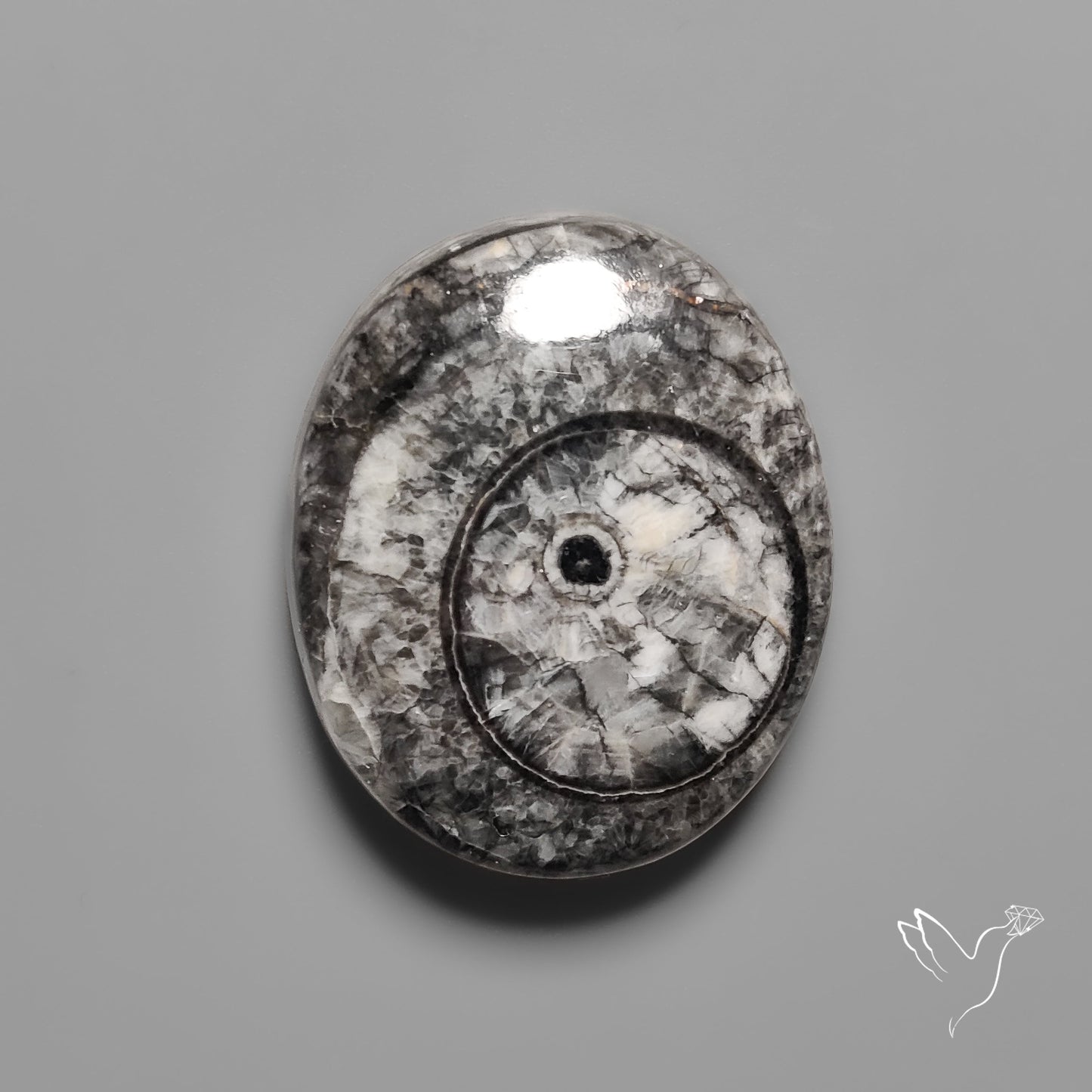 Orthoceras Fossil Cabochon