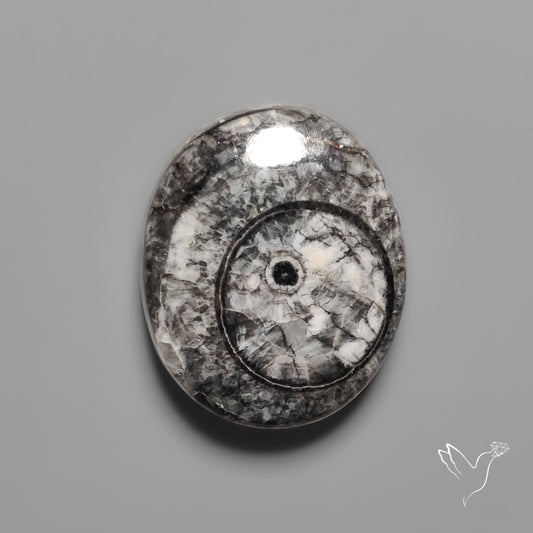 Orthoceras Fossil Cabochon