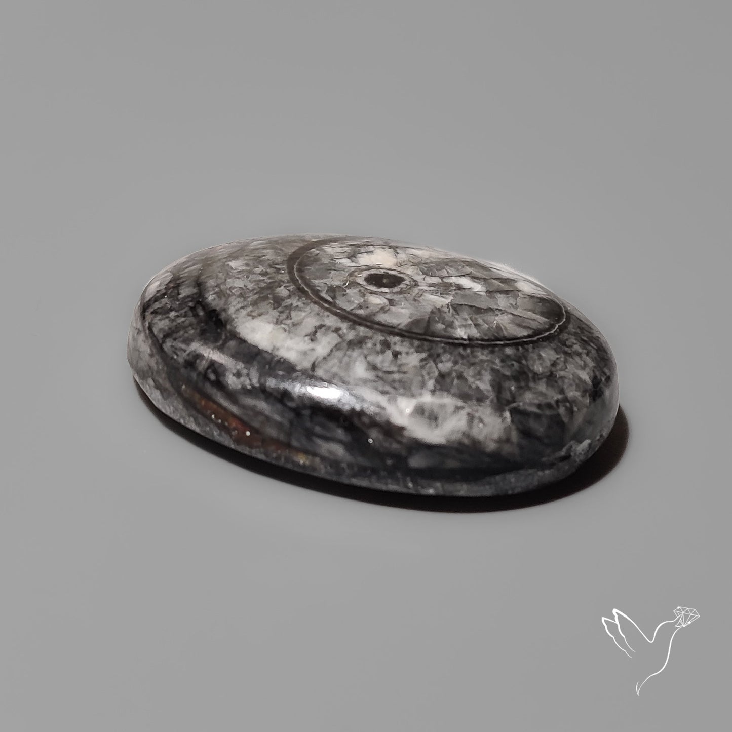 Orthoceras Fossil Cabochon