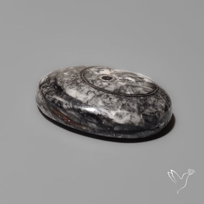 Orthoceras Fossil Cabochon