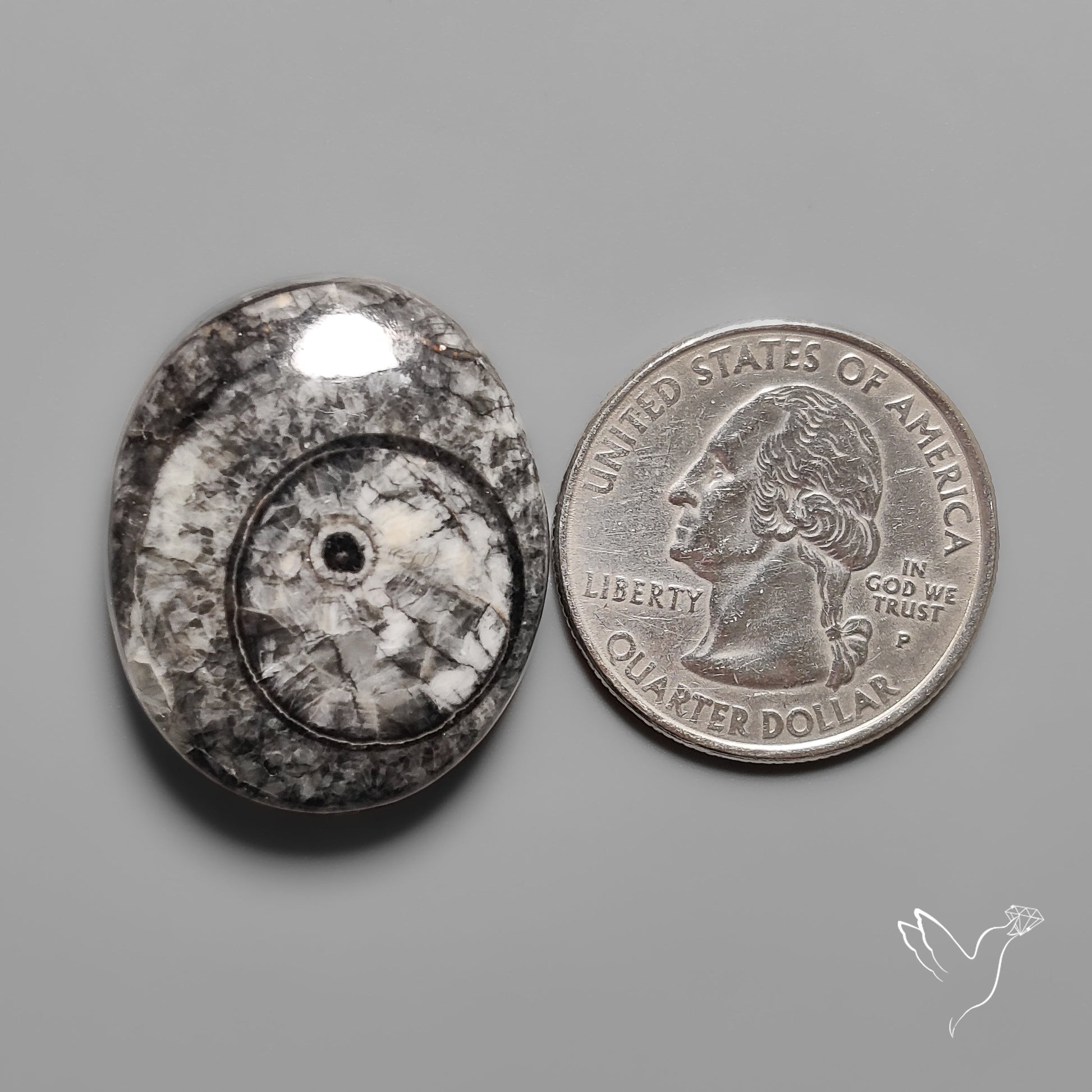 Orthoceras Fossil Cabochon