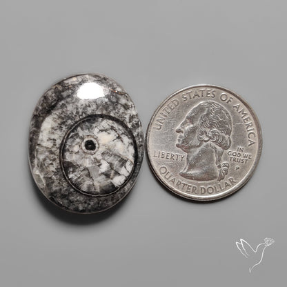 Orthoceras Fossil Cabochon