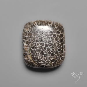 Black Fossil Coral Cabochon