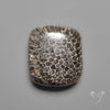 Black Fossil Coral Cabochon