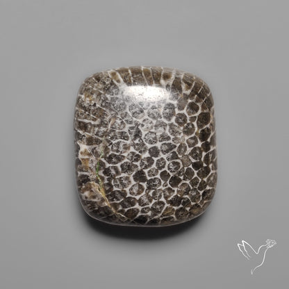 Black Fossil Coral Cabochon