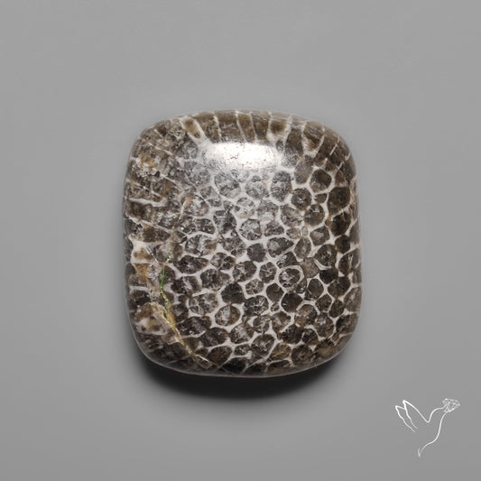 Black Fossil Coral Cabochon