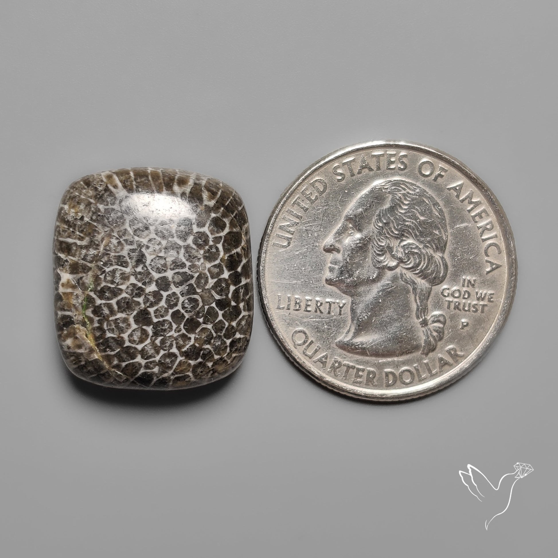 Black Fossil Coral Cabochon