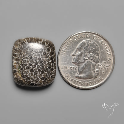 Black Fossil Coral Cabochon