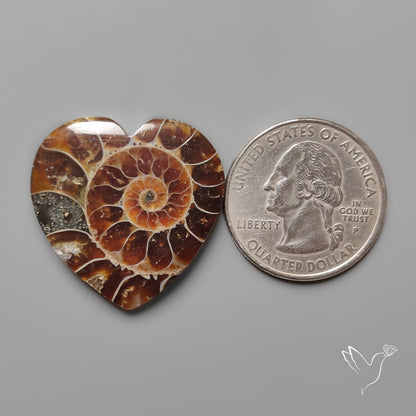 Ammonite Heart