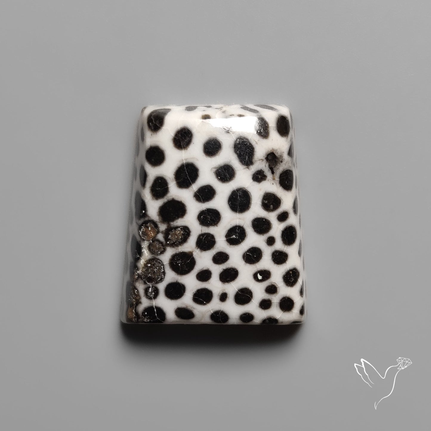 Black Fossil Coral Cabochon