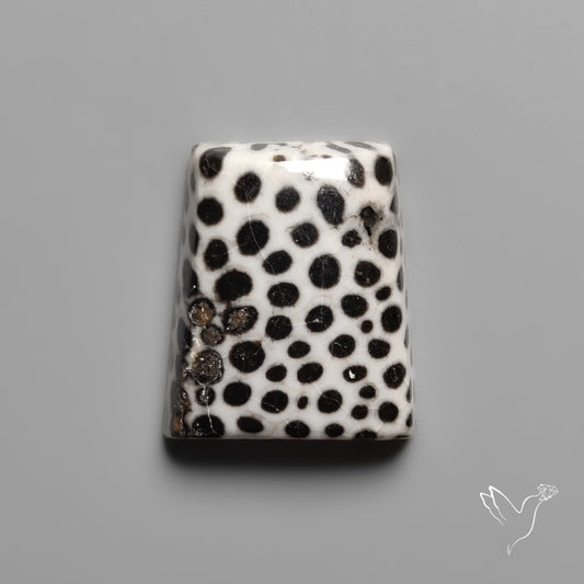 Black Fossil Coral Cabochon