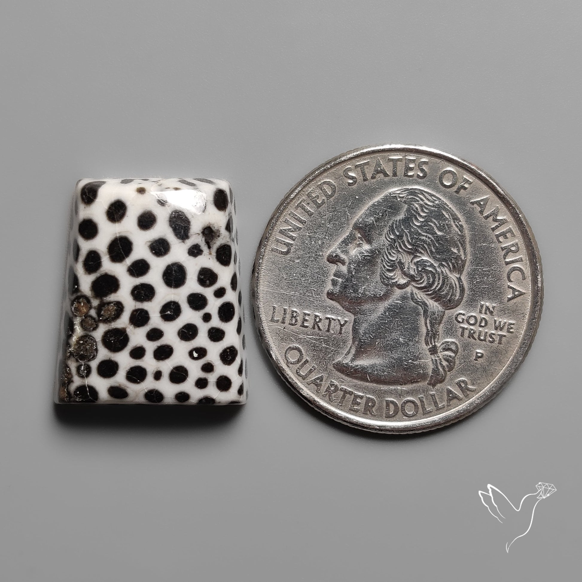 Black Fossil Coral Cabochon