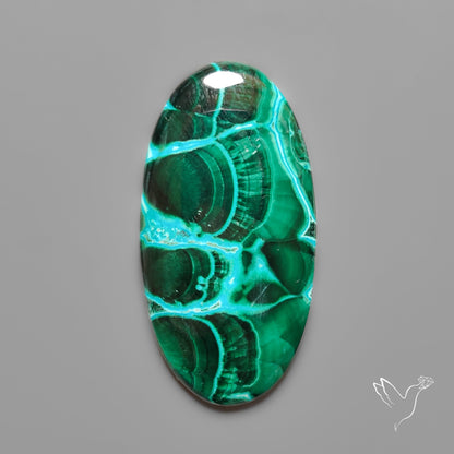 Chrysocolla In Malachite with Chattoyancy Cabochon
