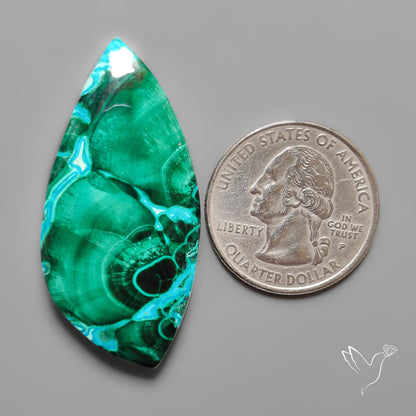 Chrysocolla In Malachite with Chattoyancy Cabochon
