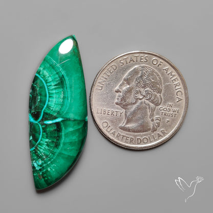 Chrysocolla In Malachite with Chattoyancy Cabochon