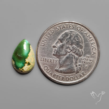 Sonoran Gold Turquoise Cabochon Rare