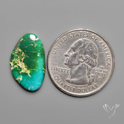 Sonoran Gold Turquoise Cabochon Rare