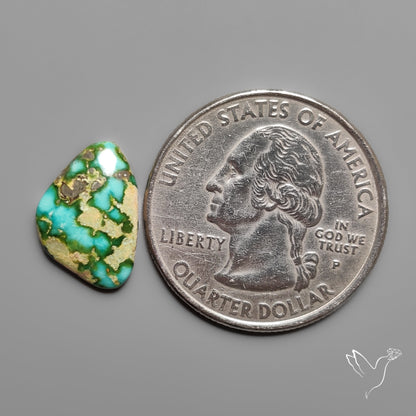 Sonoran Gold Turquoise Cabochon Rare