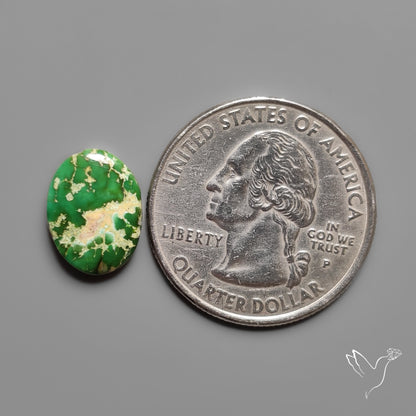 Sonoran Gold Turquoise Cabochon Rare