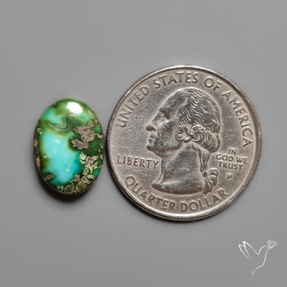 Sonoran Gold Turquoise Cabochon Rare