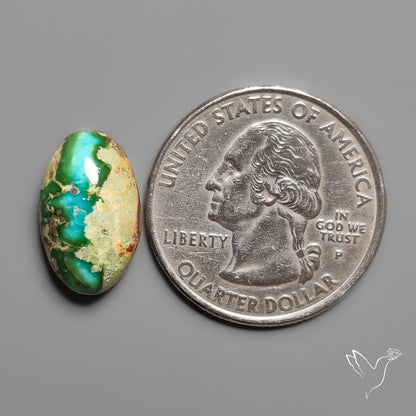 Sonoran Gold Turquoise Cabochon Rare