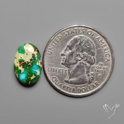 Sonoran Gold Turquoise Cabochon Rare