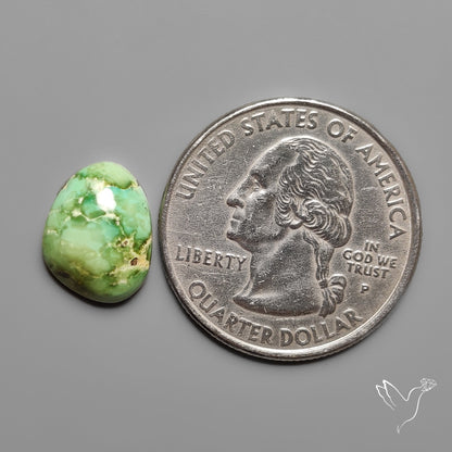 Sonoran Gold Turquoise Cabochon Rare