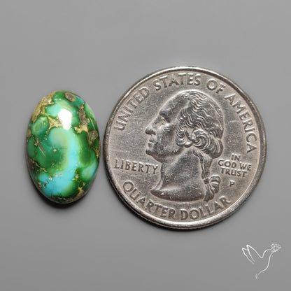 Sonoran Gold Turquoise Cabochon Rare