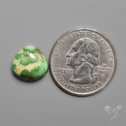 Sonoran Gold Turquoise Cabochon Rare