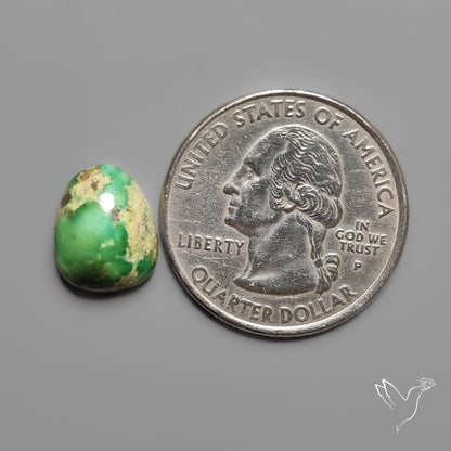 Sonoran Gold Turquoise Cabochon Rare