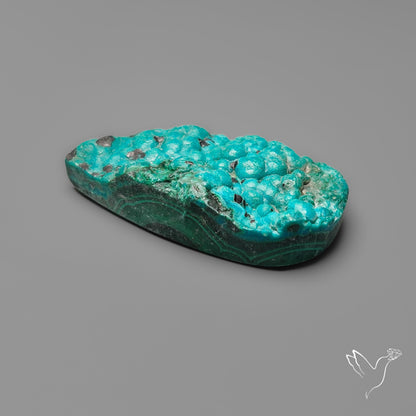 Rare Botryoidal Chrysocolla Raw Faced