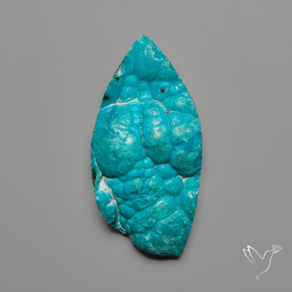 Rare Botryoidal Chrysocolla Raw Faced
