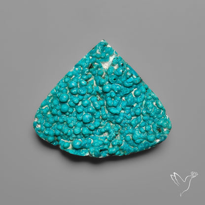 Rare Botryoidal Chrysocolla Raw Faced