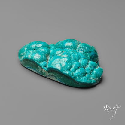 Rare Botryoidal Chrysocolla Raw Faced